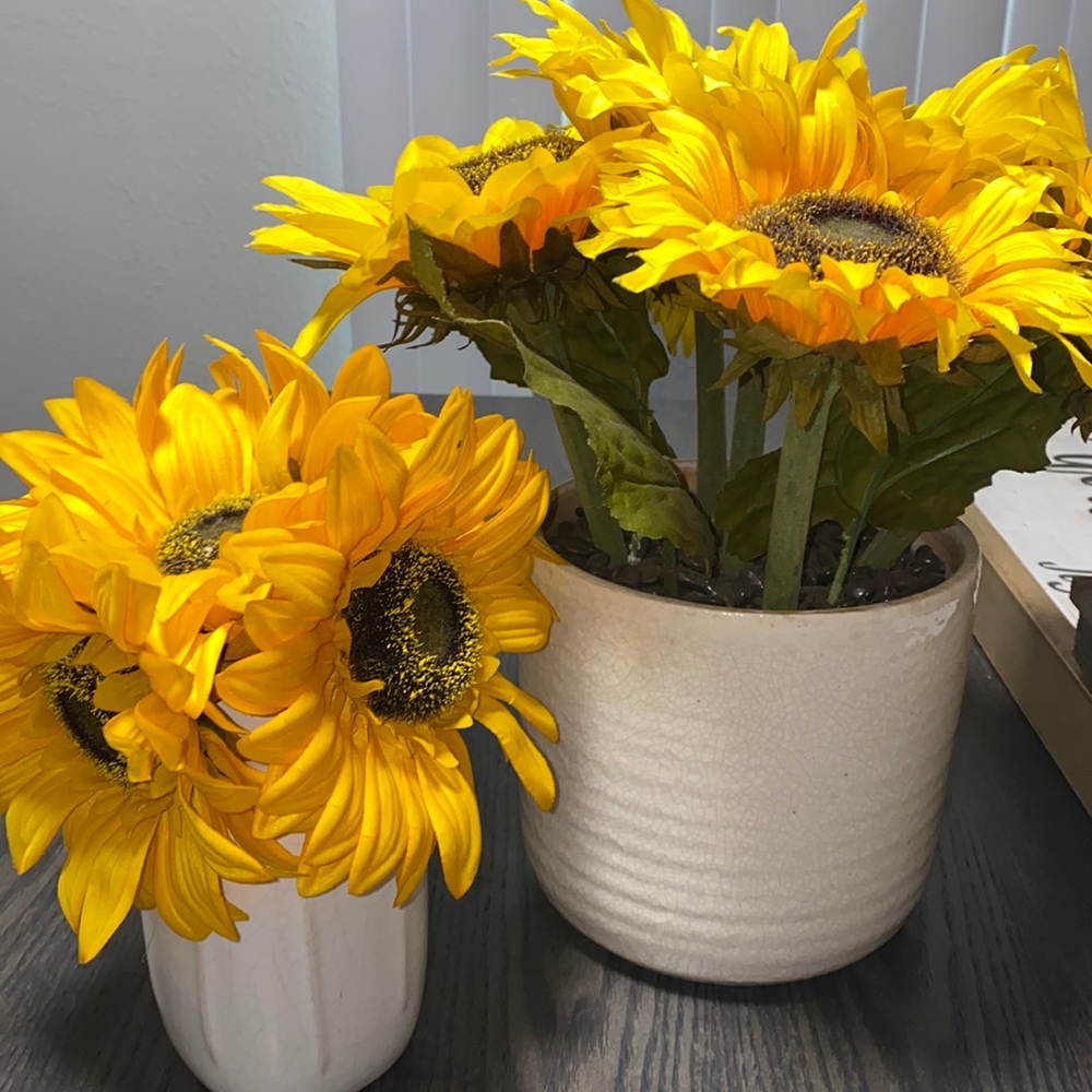 1 small pot of sunflowers, 1 big pot of sunflowers